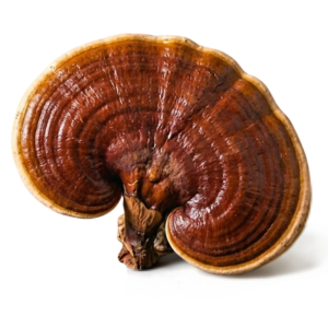 Productos con Ganoderma en Panamá